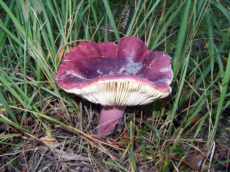 Russula sardonia